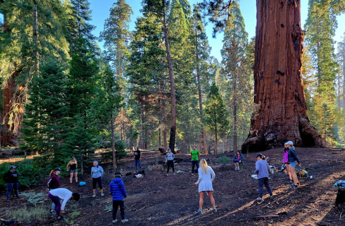 Qi-Gong workout in Sequoia for Somatic Healing